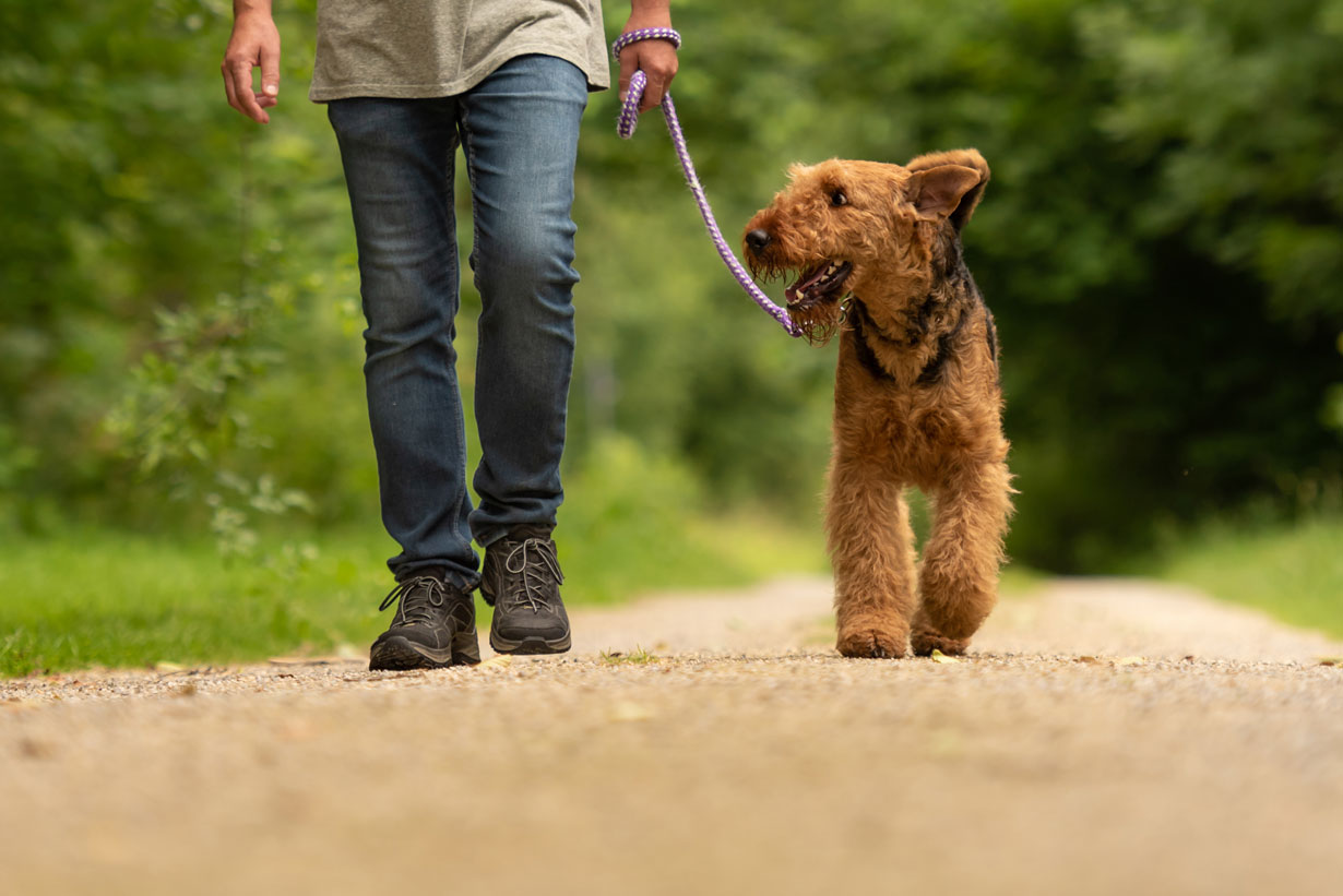 Young man walking his dog