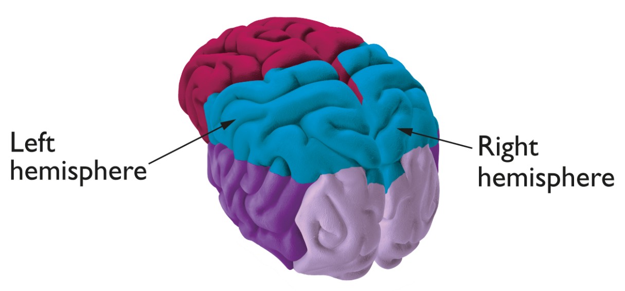 The 2 hemispheres of the brain labelled